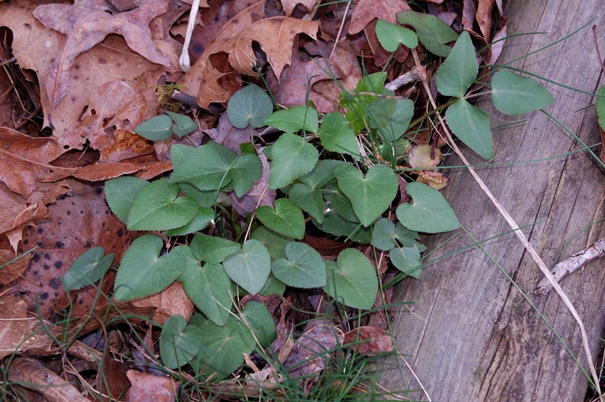 {Thaspium trifoliatum var. aureum}